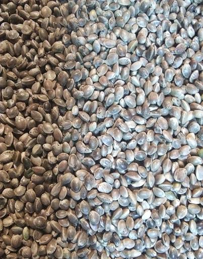 Конопляное семя фото 1