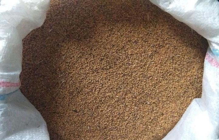 Амарант черный, жёлтый фото 2