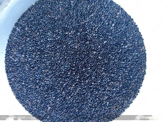 Амарант черный, жёлтый фото 3