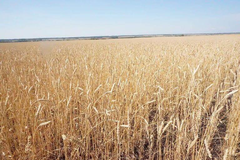 Яровая пшеница Безенчукская золотистая Опт фото 1