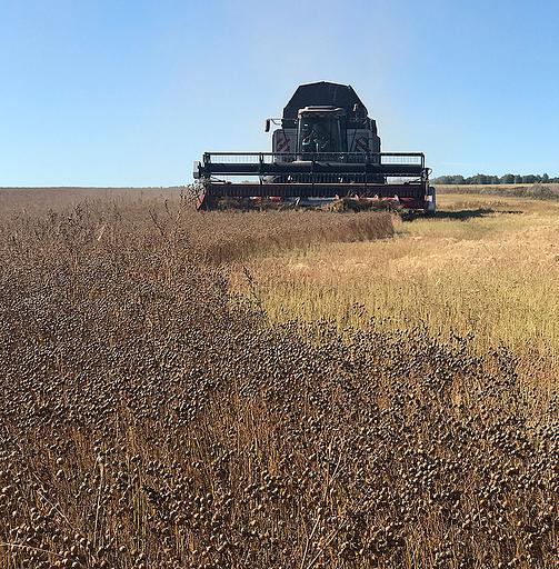 Лен ВНИИМК 620 Опт фото 1