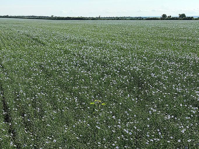 Лен ВНИИМК 620 Опт фото 2