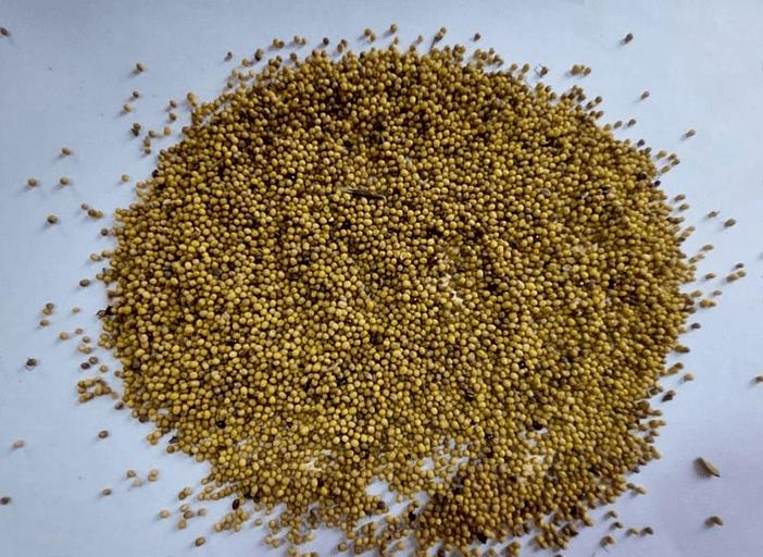 Семена горчицы жёлтой опт фото 1