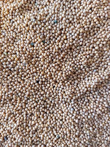 Семена горчицы белой урожай 2022 г опт фото 1