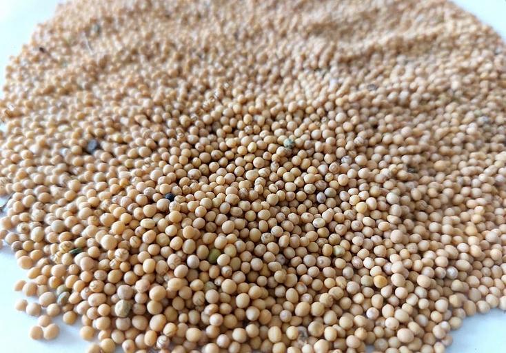 Семена горчицы белой урожай 2022 г опт фото 3