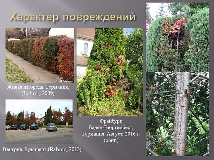 ЗлаткаБой Универсальный концентрат Элис&Тор №2.5 1 л ОПТ фото 5