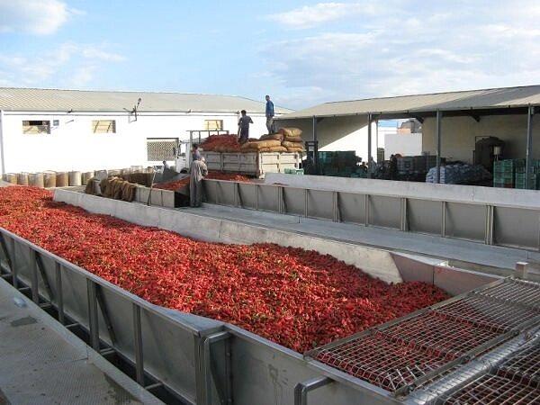 Линия сортировки, калибровки фруктов фото 2