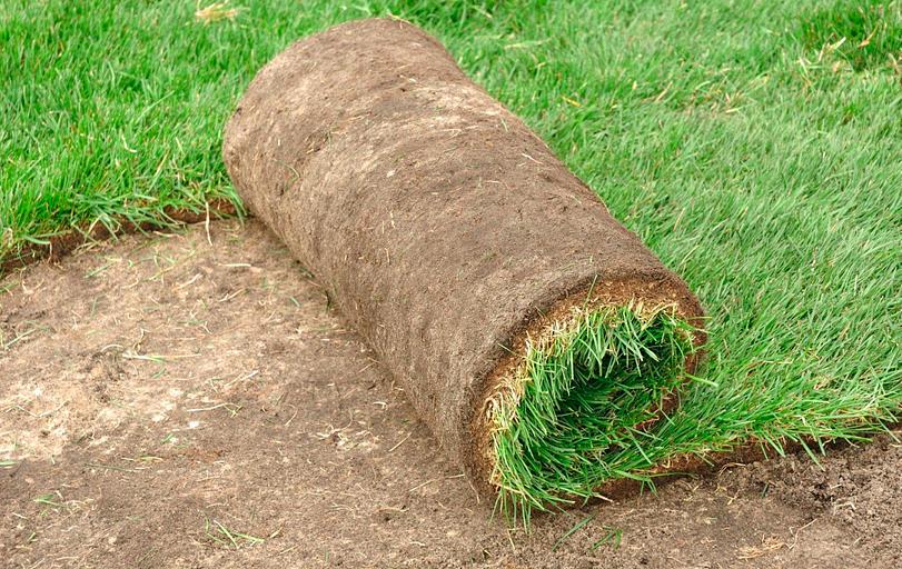 Устройство газонов Ленинградская область фото 3