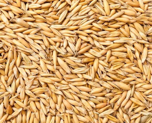 Семена овес яровой сорт «Лев» Элита, опт фото 1