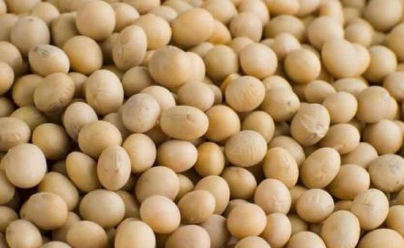 Семена сои сорт «Пума» фото 1