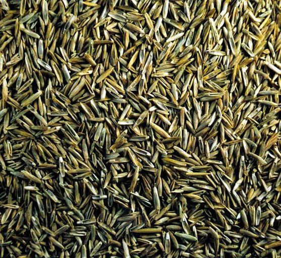 Газонные семена Овсяница красная ОПТ фото 1