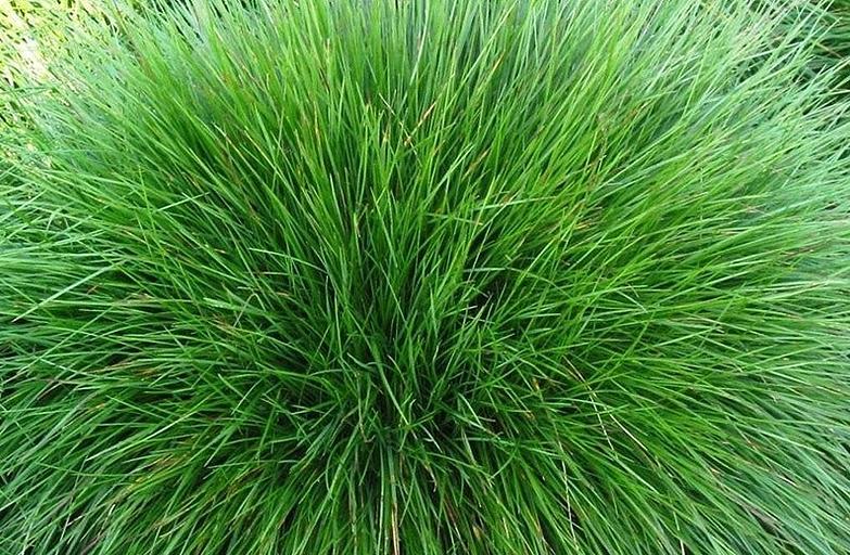 Трава газонная «Овсяница волосовидная» ОПТ фото 1