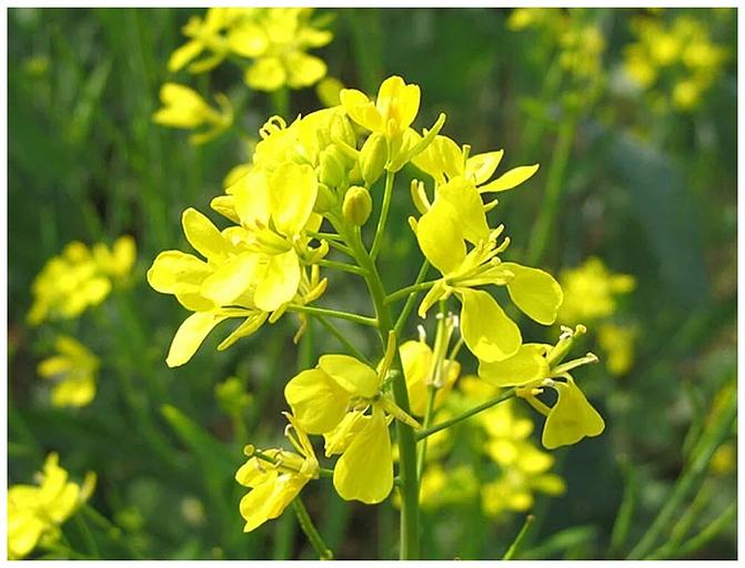 Семена горчицы «Люкс» ОПТ фото 1