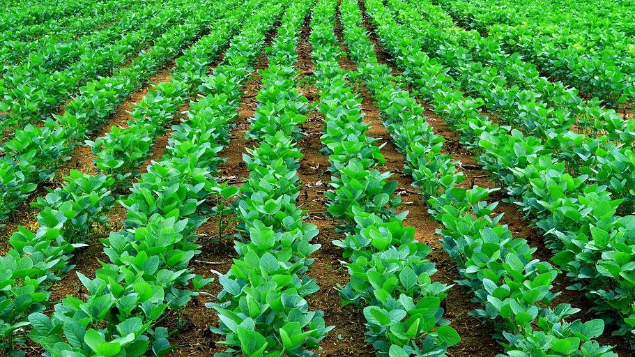 Семена сои «Самер 4 Pc-1» ОПТ фото 1