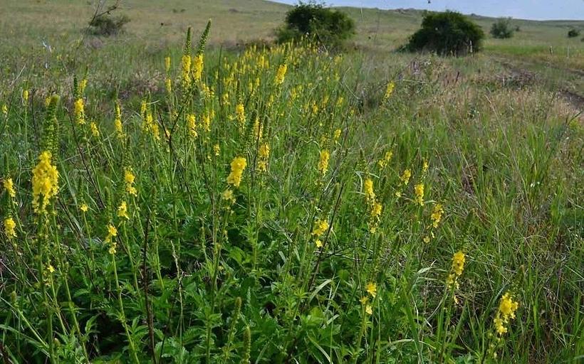 Семена репешка опт фото 1