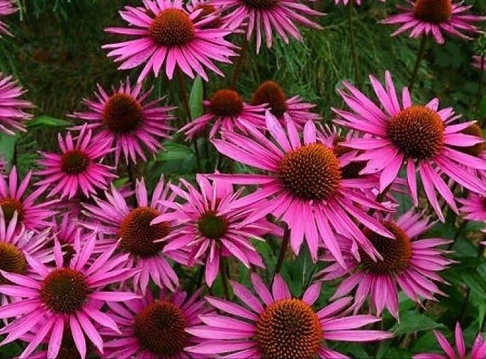 Семена эхинацеи пурпурной опт фото 1