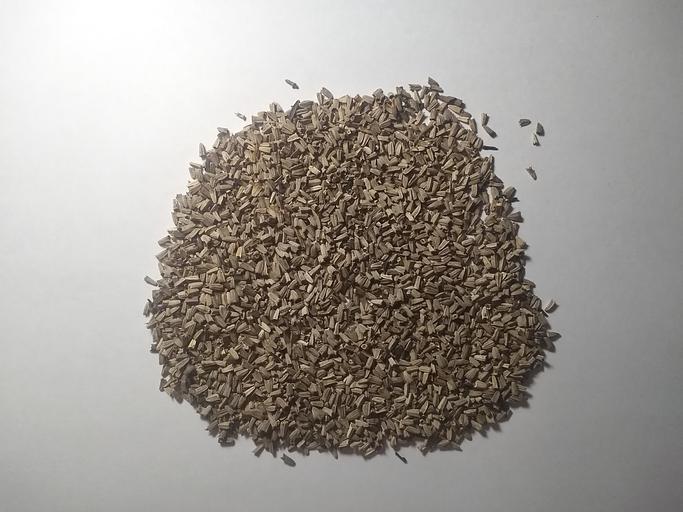 Семена эхинацеи пурпурной опт фото 2