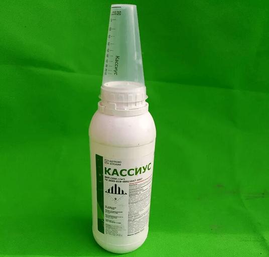 Кассиус, ВРП (Титус) фото 1