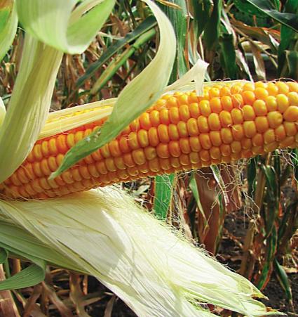 Семена кукурузы РОСС-199 МВ опт фото 1