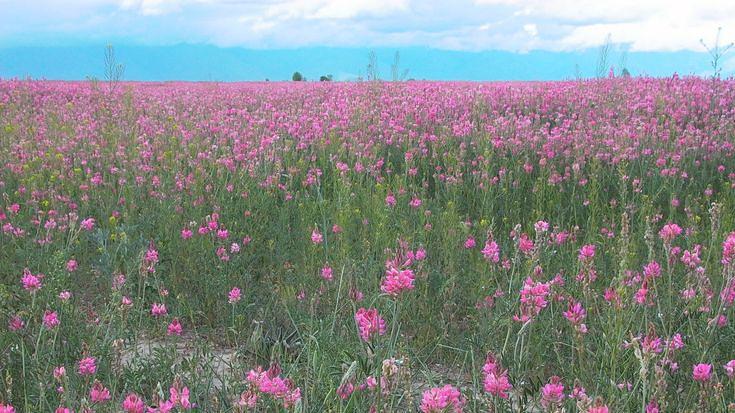Эспарцет «Песчаный-1251» опт фото 1