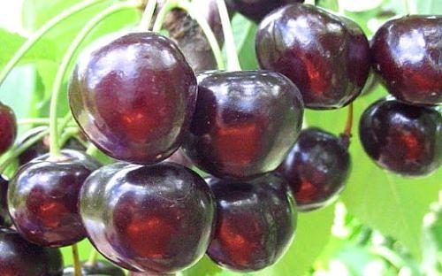 Саженцы плодового дерева - «Черешня Ипуть» фото 1