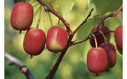 Саженцы плодового дерева - Актинидия аргута Ken's Red F фото 1