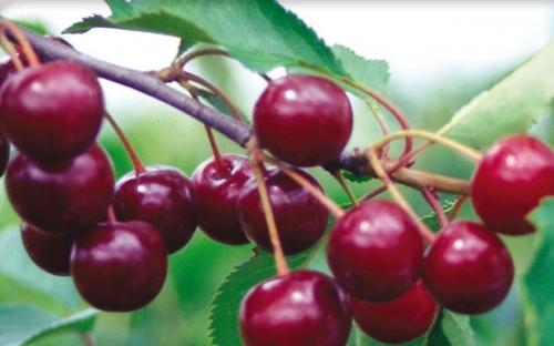 Саженцы плодового дерева - Вишня «Тургеневская» фото 1