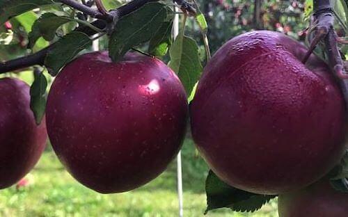 Саженцы плодового дерева - Яблоня «Дарк Идол» фото 1