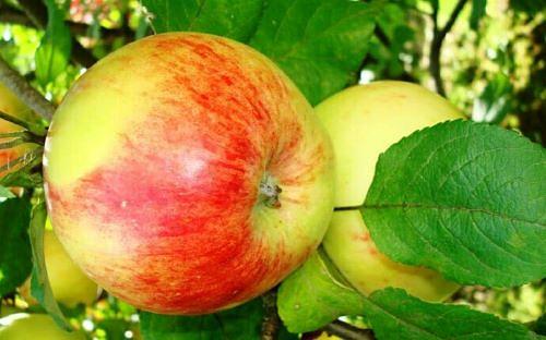 Саженцы плодового дерева - Яблоня «Штрефлинг» фото 1