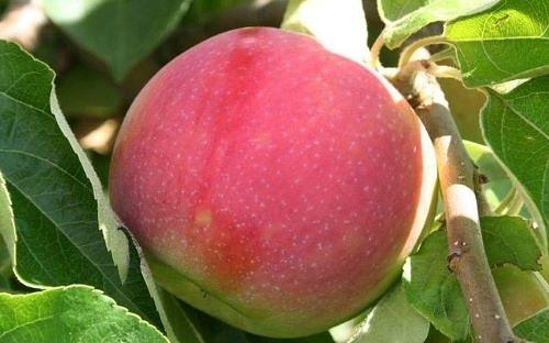 Саженцы плодового дерева - Яблоня «Раннее утро» фото 1