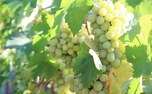 Саженцы плодовых кустарников - Виноград «Восторг» фото 1