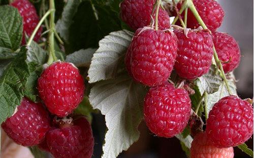 Саженцы плодовых кустарников - Малина «Бабье лето II» фото 1