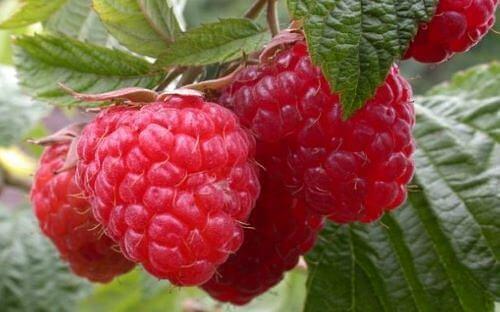 Саженцы плодовых кустарников - «Малина Вольница» фото 1