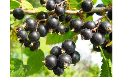 Саженцы плодовых кустарников - Смородина черная «Селеченская 2» фото 1