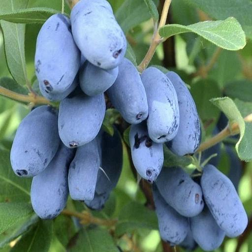 Саженцы плодовых кустарников - Жимолость «Бореал Бест» Опт фото 1