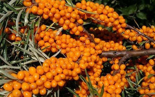 Саженцы плодовых кустарников - Облепиха «Алтайская» фото 1