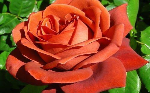 Декоративные саженцы - Роза Dieter Muller фото 1