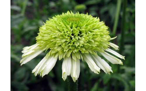 Декоративные саженцы - Эхинацея гибридная Honeydew фото 1