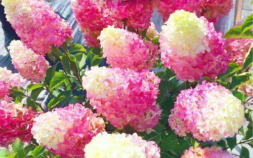 Декоративные саженцы - Гортензия метельчатая Strawberry Blossom фото 1