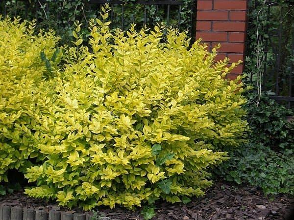 Саженцы кустарников - Бирючина Пестролистная фото 1