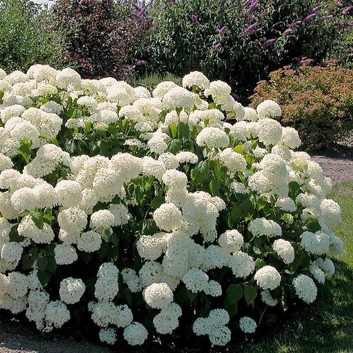 Саженцы кустарников - Гортензия Древовидная фото 1