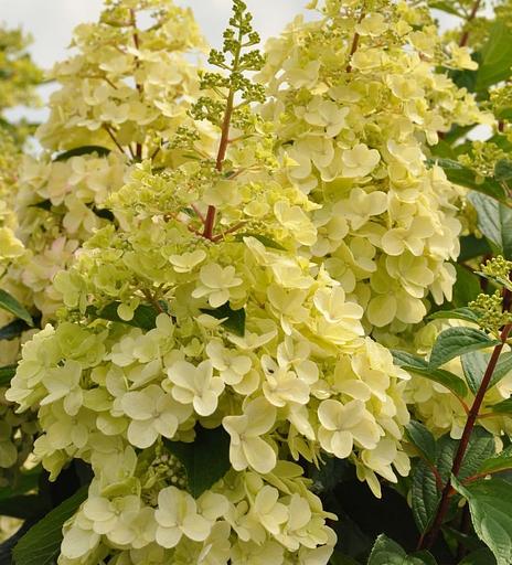 Саженцы кустарников - Гортензия Метельчатая (Hydrangea Paniculata Candlelight) фото 1