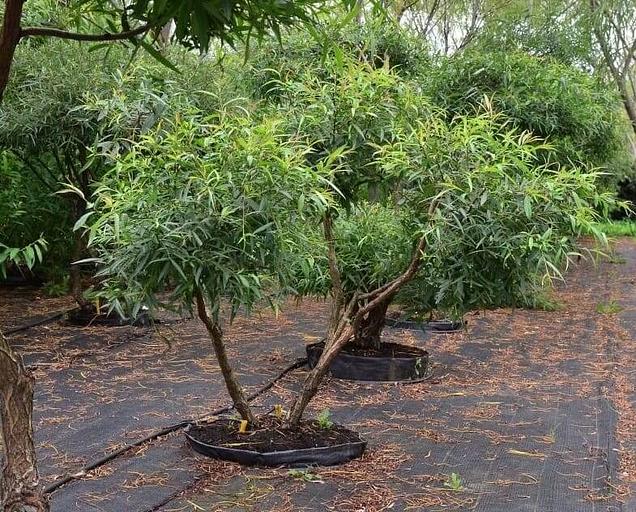 Саженцы кустарников - Ива «Шверина» фото 1