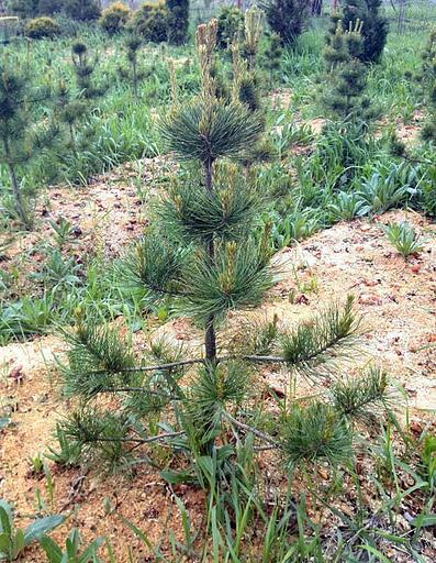 Саженцы декоративных деревьев - Кедр Сибирский (Pinus Sibirica) Опт фото 1
