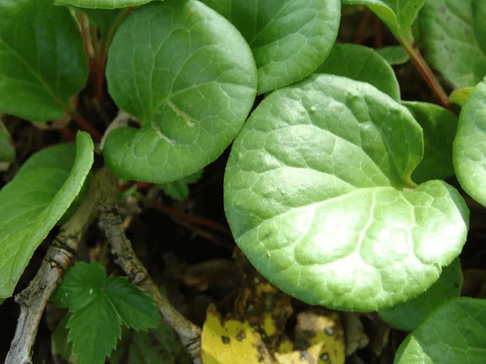 Лист грушанки фото 1