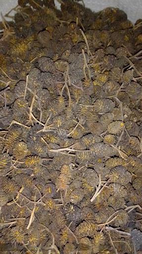 Ольха соплодия фото 1