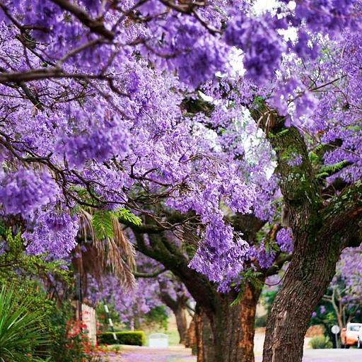 Саженцы декоративных деревьев - Павловния фото 1