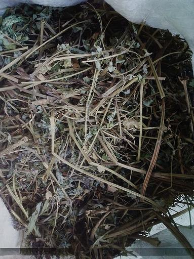 Чистотел Трава фото 1