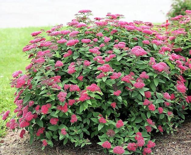 Саженцы декоративные - Спирея Японская «Фробели» фото 1