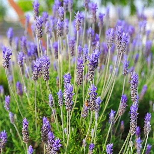 Саженцы кустарников - Лаванда «Широколистная» фото 1